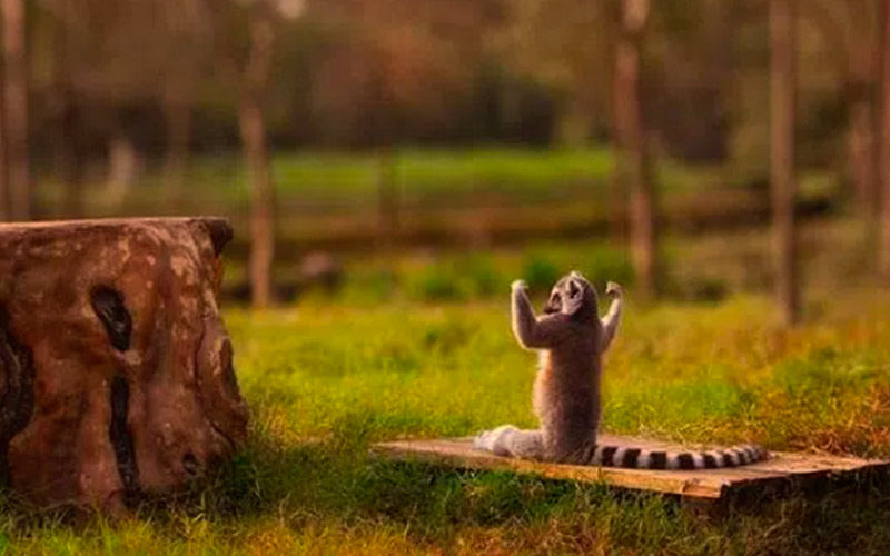 Cosmoenergetica in Romania